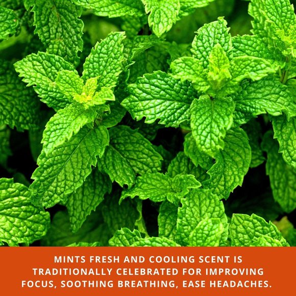 Guru Nanda - Peppermint Essential Oil Value Size - Picture 5 of 8